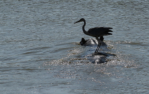 Grey heron - South Luangwa