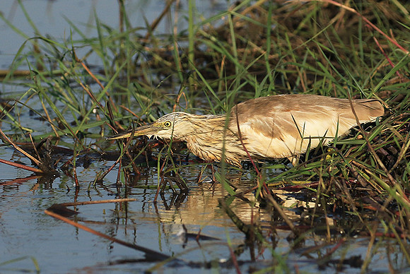 Sqacco heron - Kafue NP
