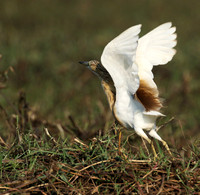 Sqacco heron - Kafue NP