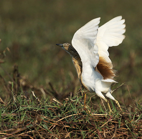 Sqacco heron - Kafue NP