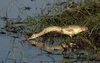 Sqacco heron - Kafue NP