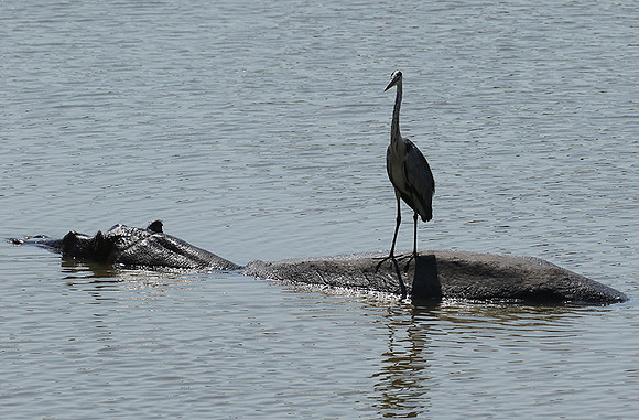 Grey heron - South Luangwa