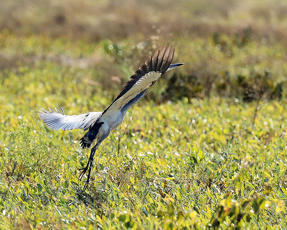 Black headed heron - liuwa Plain NP
