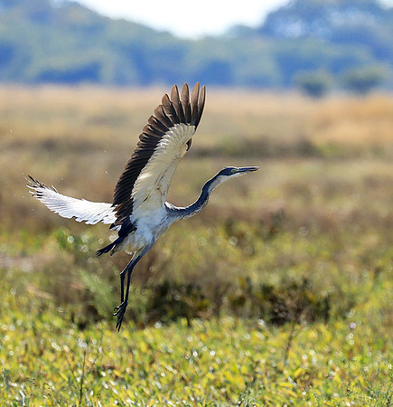 Black headed heron - liuwa Plain NP