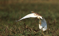 Sqacco heron - Kafue NP