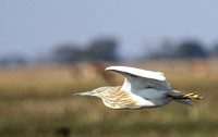 Sqacco heron - Kafue NP