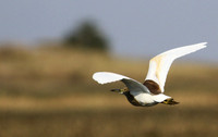 Sqacco heron - Kafue NP