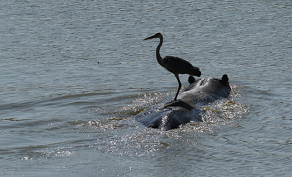 Grey heron - South Luangwa