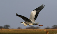 Grey heron - Kafue NP