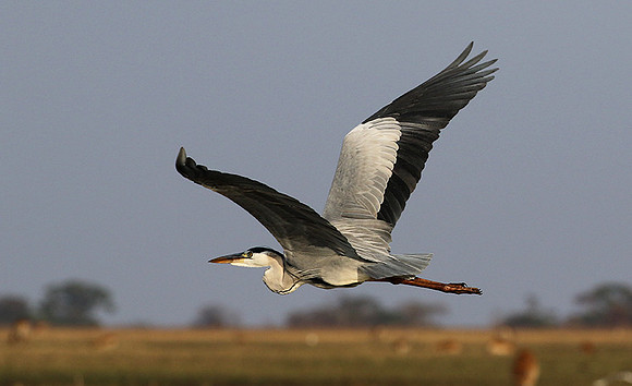 Grey heron - Kafue NP