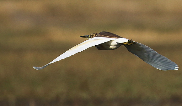Sqacco heron - Kafue NP