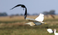 Sqacco heron - Kafue NP