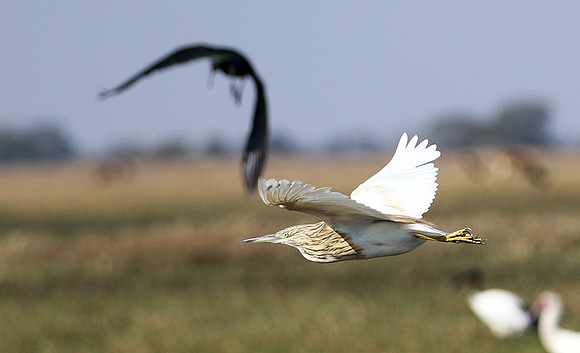 Sqacco heron - Kafue NP