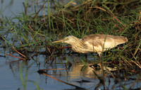 Sqacco heron - Kafue NP