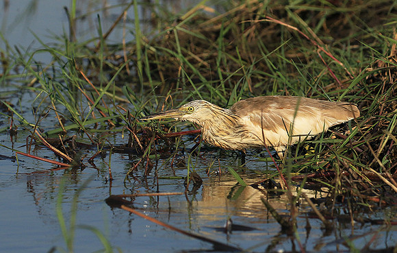 Sqacco heron - Kafue NP