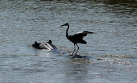 Grey heron - South Luangwa