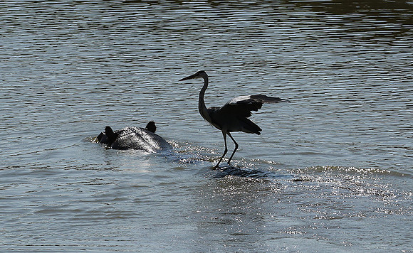 Grey heron - South Luangwa