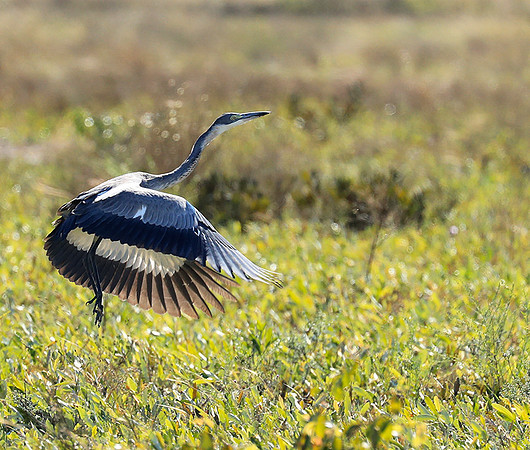 Black headed heron - liuwa Plain NP
