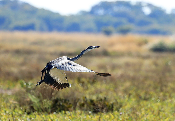 Black headed heron - liuwa Plain NP