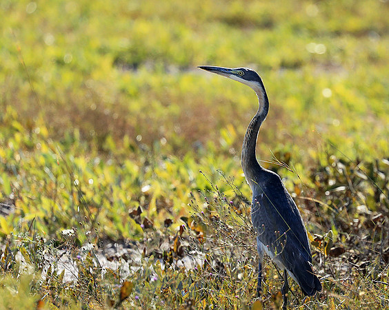 Black headed heron - liuwa Plain NP