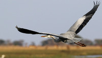 Grey heron - Kafue NP