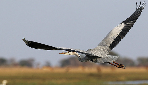 Grey heron - Kafue NP