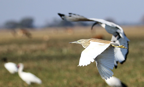 Sqacco heron - Kafue NP