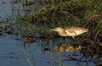 Sqacco heron - Kafue NP