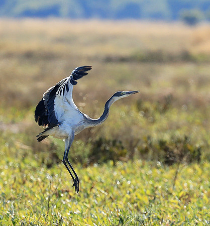 Black headed heron - liuwa Plain NP