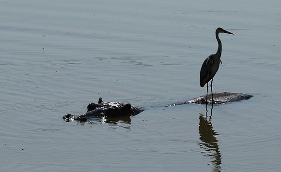 Grey heron - South Luangwa