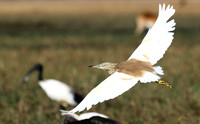 Sqacco heron - Kafue NP
