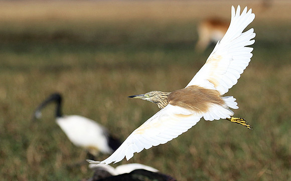 Sqacco heron - Kafue NP
