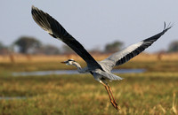 Grey heron - Kafue NP