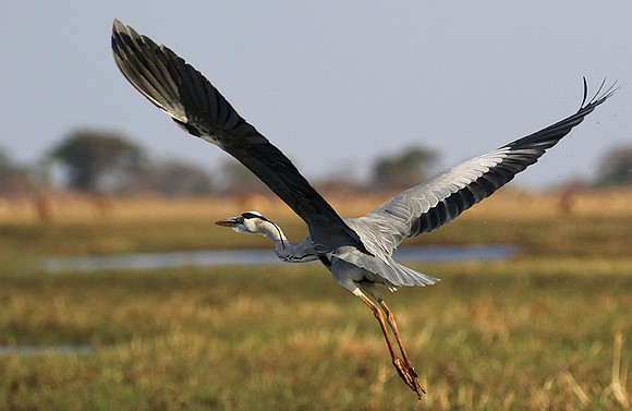 Grey heron - Kafue NP