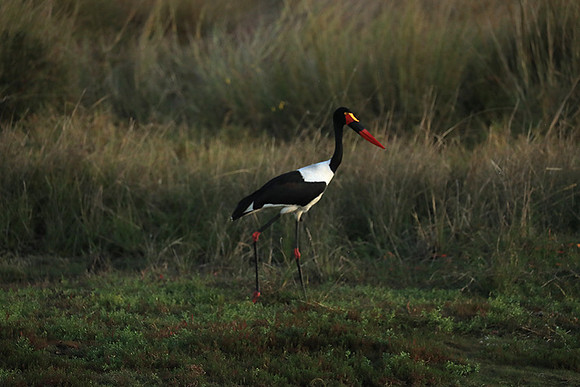 Saddle-billed stork - Liuwa Plain