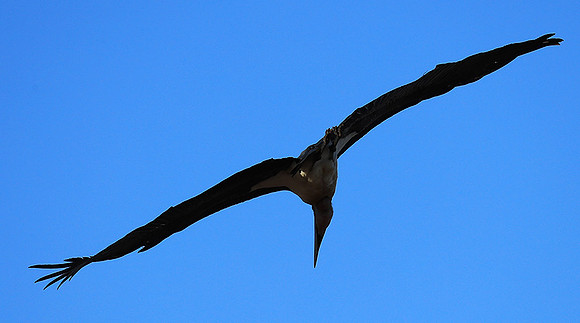 Marabou stork Liuwa Plain NP