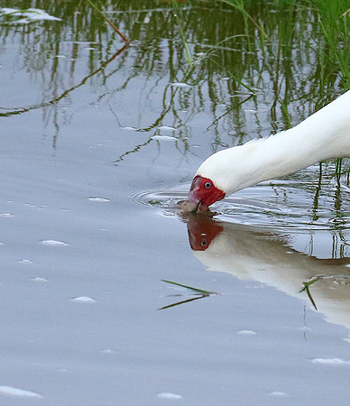 African spoonbill - Ngorongoro