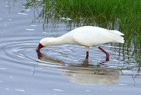 African spoonbill - Ngorongoro