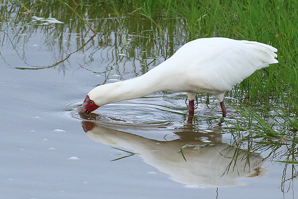 African spoonbill - Ngorongoro