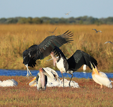 Marabou stork Liuwa Plain NP