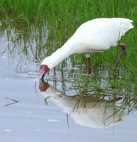 African spoonbill - Ngorongoro