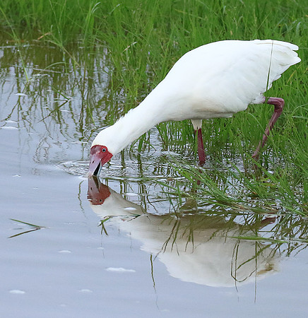 African spoonbill - Ngorongoro