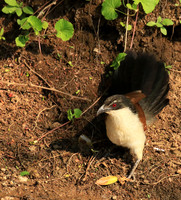 Malilangwe  wildlife reserve