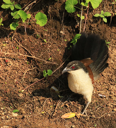 Malilangwe  wildlife reserve