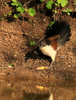 Malilangwe  wildlife reserve