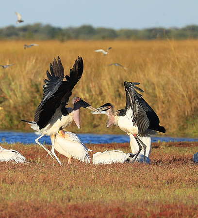 Marabou stork Liuwa Plain NP