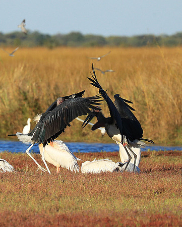 Marabou stork Liuwa Plain NP