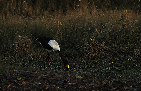 Saddle-billed stork - Liuwa Plain