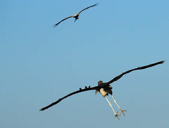 Marabou stork Liuwa Plain NP