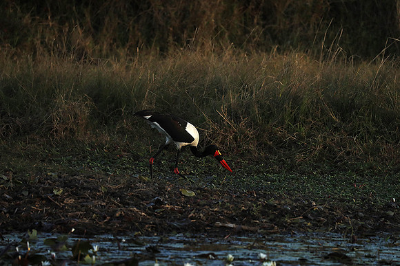 Saddle-billed stork - Liuwa Plain